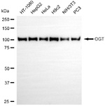 OGT Antibody in Western Blot (WB)
