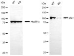 OGT Antibody in Western Blot (WB)