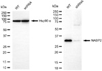 OBFC2B Antibody in Western Blot (WB)