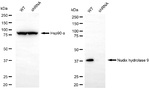 NUDT9 Antibody in Western Blot (WB)