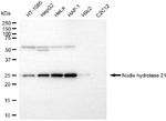 NUDT21 Monoclonal Antibody (25GB5835)