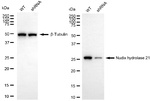 NUDT21 Antibody in Western Blot (WB)