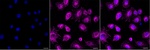 NPC2 Recombinant Rabbit Monoclonal Antibody (24GB13695)