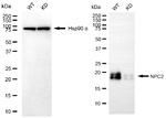 NPC2 Antibody in Western Blot (WB)