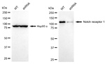 NOTCH1 Antibody in Western Blot (WB)