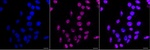 NOLA3 Recombinant Rabbit Monoclonal Antibody (25GB4115)