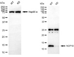 NOLA3 Antibody in Western Blot (WB)