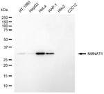 NMNAT1 Monoclonal Antibody (24GB13215)