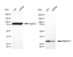 NMNAT1 Antibody in Western Blot (WB)