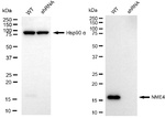 NME4 Antibody in Western Blot (WB)