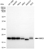 NME3 Antibody in Western Blot (WB)