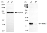 NME3 Antibody in Western Blot (WB)