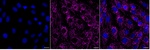NLN Monoclonal Antibody (25GB5220)