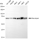 NLN Antibody in Western Blot (WB)