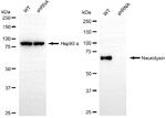 NLN Antibody in Western Blot (WB)