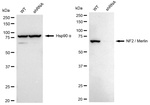 NF2 Antibody in Western Blot (WB)