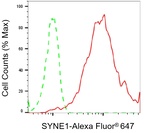 Nesprin 1 Antibody in Flow Cytometry (Flow)