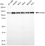 Nesprin 1 Antibody in Western Blot (WB)