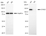 Nesprin 1 Antibody in Western Blot (WB)