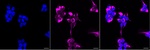 NF-M Recombinant Rabbit Monoclonal Antibody (25GB2635)