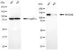 NEDD4L Antibody in Western Blot (WB)