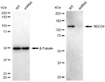 NEDD4 Antibody in Western Blot (WB)