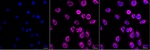 NDUFAF5 Recombinant Rabbit Monoclonal Antibody (25GB4085)