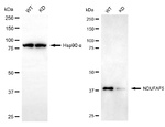 NDUFAF5 Antibody in Western Blot (WB)