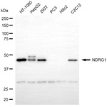 NDRG1 Antibody in Western Blot (WB)