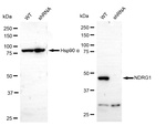 NDRG1 Antibody in Western Blot (WB)