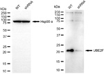 NCE2 Antibody in Western Blot (WB)