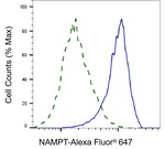NAMPT Antibody in Flow Cytometry (Flow)