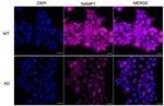 NAMPT Antibody in Immunocytochemistry (ICC/IF)