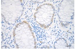 NAMPT Antibody in Immunohistochemistry (Paraffin) (IHC (P))