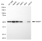 NAMPT Antibody in Western Blot (WB)