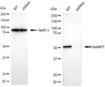 NAMPT Antibody in Western Blot (WB)