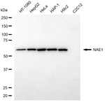 NAE1 Antibody in Western Blot (WB)