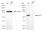 NAE1 Antibody in Western Blot (WB)