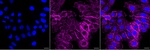 MYO1B Recombinant Rabbit Monoclonal Antibody (25GB3015)