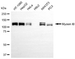 MYO1B Antibody in Western Blot (WB)