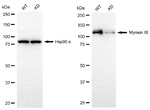 MYO1B Antibody in Western Blot (WB)