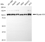 MYO19 Antibody in Western Blot (WB)