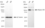 MYO19 Antibody in Western Blot (WB)