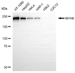 MYH9 Monoclonal Antibody (24GB14220)
