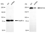 MYH9 Antibody in Western Blot (WB)