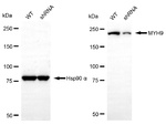 MYH9 Antibody in Western Blot (WB)