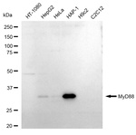 MyD88 Antibody in Western Blot (WB)