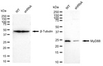 MyD88 Antibody in Western Blot (WB)