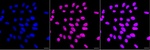 MYBBP1A Antibody in Immunocytochemistry (ICC/IF)