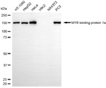 MYBBP1A Antibody in Western Blot (WB)